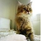チンチラ♀モナちゃん推定８歳2.5キロ