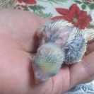 募集終了☆セキセイインコの赤ちゃん里親決定、一人餌のヒナ里親決定...