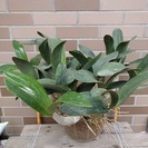 ラン：タイミンセッコク（Den.speciosum)の開花大株です