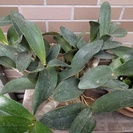 ラン：タイミンセッコク（Den.speciosum)の開花大株ですの画像