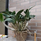 ラン：タイミンセッコク（Den.speciosum)の開花大株ですの画像