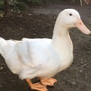 ペットのお世話いたします。