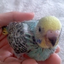 里親決定☆青いセキセイインコの赤ちゃん１羽