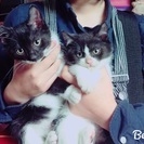 九月生まれの子猫、男の子です - 猫
