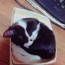 九月生まれの子猫、男の子です - 北上市
