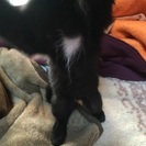 やんちゃで元気な三つ子ちゃん その② - 猫