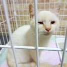 白い子猫　6か月　女の子の里親さん募集　里親さん決定しました！