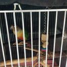 ワキコガネアカウロコインコ里親募集