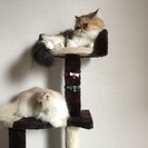親切の家族を探します