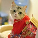 猫カフェのアルバイト募集中！高校生から可！の画像