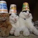 猫カフェのアルバイト募集中！高校生から可！の画像