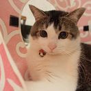 猫カフェのアルバイト募集中！高校生から可！