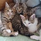 ４匹の兄弟です