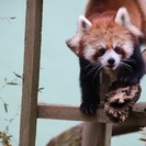 一月の土日に千葉動物公園で撮影会