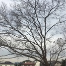 樹木伐採
