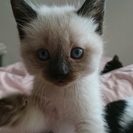 生後１か月半の子猫です