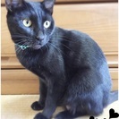 黒猫ちゃん★里親募集★複数 − 三重県