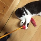 里親さんになってください - 黒石市
