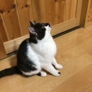 里親さんになってください − 青森県
