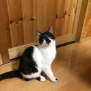 里親さんになってください - 里親募集