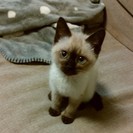 H28.10月生まれメス子猫。新しい飼い主様を募集します。