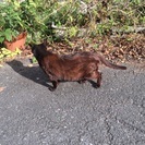 珍しい毛色のタマミです。ずっとのおうちを探しています！ − 大阪府