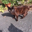 珍しい毛色のタマミです。ずっとのおうちを探しています！ - 猫