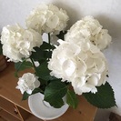 カメラ教えて下さい