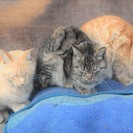親戚の自宅の傍で野良猫が子猫を産みました