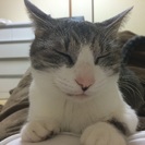 元気な4歳の女の子です