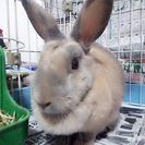 すてきな里親様がみつかりました。