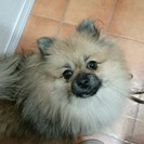 ポメラニアンの女の子を保護しました。飼い主さんを探しています。