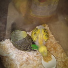 セキセイインコのヒナ(引渡し終了）