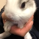 七ヶ月うさぎ