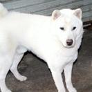 紀州犬　ショータイプの美犬　（オス）　11か月