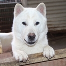 紀州犬　ショータイプの美犬　（オス）　11か月 - 日光市