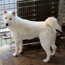 紀州犬　ショータイプの美犬　（オス）　11か月 - 犬