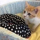 【子猫里親さん募集】子猫２か月半＊４匹＊固形餌ＯＫ＊トイレしつけ済＊元気＊人慣れ - 高崎市