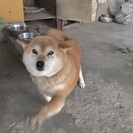 里親さんが決まりました。ありがとうございました。