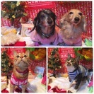 ペットと飼い主さんの新年オフ会