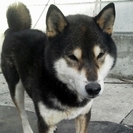 柴犬　展覧会で活躍の黒柴　オス　７歳