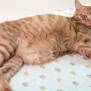 笑える天然、茶トラ兄弟8ヶ月 - 猫