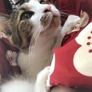手で水を飲むヘタレなキジ白5才 - 猫