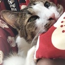 手で水を飲むヘタレなキジ白5才 − 大阪府