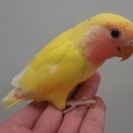 小桜インコ好きな方