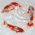 【稲毛区】観賞魚の生体管理・入出荷！★男女不問！未経験者大歓迎 ◆時給925円～1200円🐠 車通勤OK！の画像