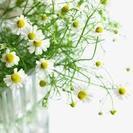 ＡＥＡＪ認定アロマテラピーアドバイザー・ＡＥＡＪ認定アロマインストラクター資格・ＡＥＡＪ認定アロマセラピストを取得するならボンアルモニービューティーアカデミー！ボンアルモニーは公益社団法人アロマ環境協会総合資格認定校です！！の画像