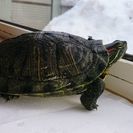 ミドリガメ