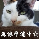 珍しい点々模様のクリクリ瞳三毛ちゃん。里親様急募！12/30更新