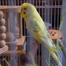 【一旦募集を停止します】セキセインコを幸せにしてくださる方